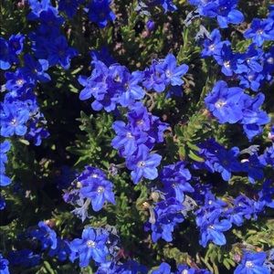 Meet your Posher, Rosemary